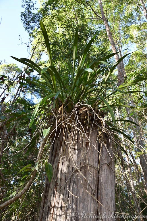 Orchid, Camp Cooroora